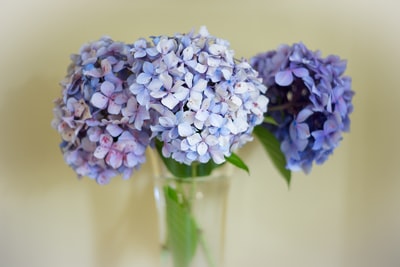 蓝色和白色的花朵
